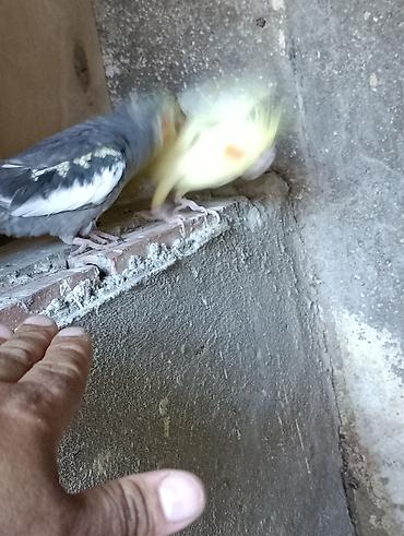sultan tutuquşusu: Nimfalari (Cockatiel) cütü - Növ: Nimfa tutuquşusu (Cockatiel) - — 4