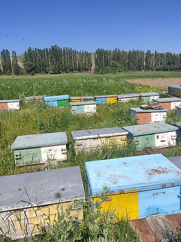 Ящики: Пчелиные ульи-лежаки деревянные. 30 шт. 2000 сом. с надставкой — 4