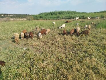 cins inekler azerbaycanda: Самец, лет: 1, Для разведения