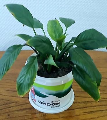 куплю алое: Спатифилум, женское счастье, нов. горшок, большой - 500 сом — 5