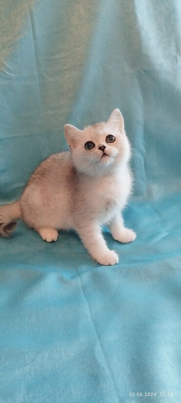 маленький кот: Выставляется на продажу чистокровная шотландская девочка в окрасе