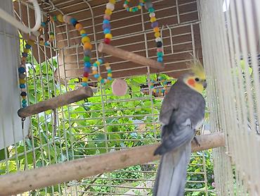 tutuqusu cex: Nimfa (cockatiel) tutuquşu – boz bədən, ağ qanad ləkələri, sarı baş və — 2