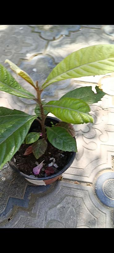 zolotoy us bitkisi: Otaq və balkon üçün saksı bitkiləri dəsti - Sansevieria (Qaynanadili) — 1