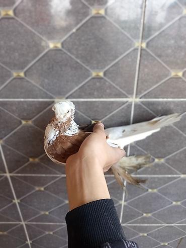 Птицы: Продаю голубей молодые 1,5 года пара 6000сом — 11