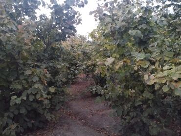 Ağaclar: Fındıq bağçası – intensiv əkilili, səliqəli cərgələr vatsa əlaqə — 11