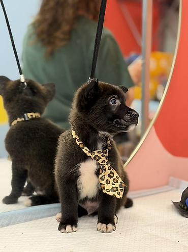 Psi: Štene pronađeno pored kontejnera za udomljavanje – mešanac, crne dlake — 11