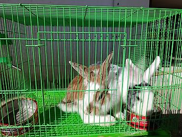 ак коён: Кролики декоративные (пара) - Окрас: один бело-рыжий, второй — 4