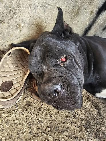 cane corso yavru: Kane-Korso, 2 il, Dişi, Peyvəndli — 4