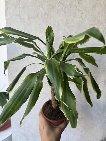 Драцена фрагранс (Dracaena fragrans) «Массанже» в горшке. Молодое