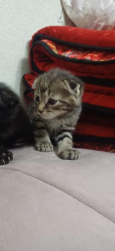 куплю коня: Шотландские вислоухие котята - Окрас: один котёнок чёрный, второй — — 2