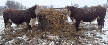 Животные: Продаем коров, телок, нетели мясных пород (герефорд, симментал)