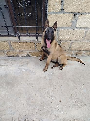 it pudel: Belçika Malinua (Belgian Malinois) – gözətçi/iş iti - Cins: Belçika — 6