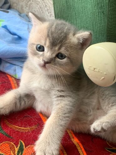 chinchilla: Qızıl şinşilla, Erkək, Dişi, Yaxşı əllərə