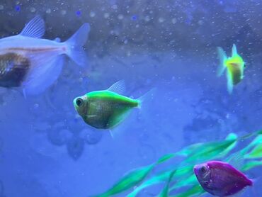 Balıqlar: Glofish, Sülhsevər — 4