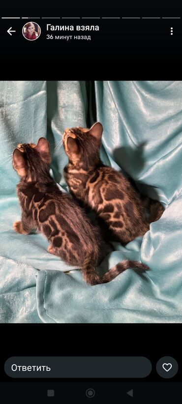 Продажа кошек: Бенгальская, 2 месяца, Девочка, Шоколадный, Приучена к лотку, Проглистована, С документами — 20