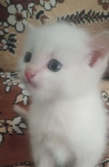 Продажа кошек: Тайская, 1 месяц, Мальчик, Белый — 5
