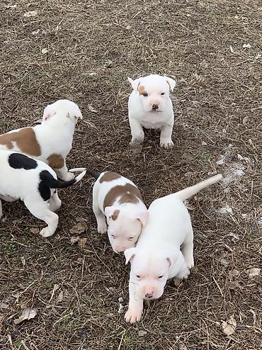 Продажа собак: Питбуль, 1 месяц, Самец — 11