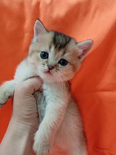 котята персидские: 🐾 ЗОЛОТЫЕ ШОТЛАНДСКИЕ КОТЯТА В ПРОДАЖЕ 🐾 Предлагаются к продаже — 5