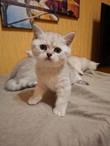 Pişiklər: Britan — 2