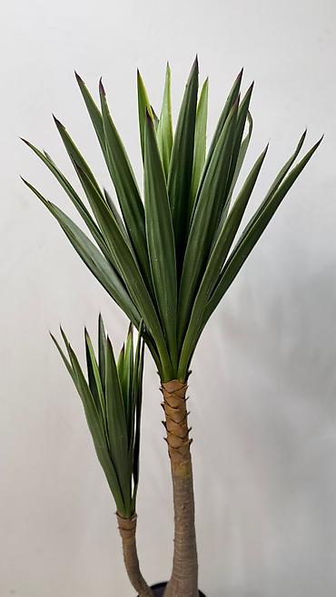 ucuz gül: İç məkan üçün dekorativ tropik bitki – Yucca (iki gövdəli), keramik — 2