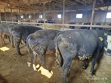 Коровы, быки: Продаю | Бык (самец) | На откорм — 4