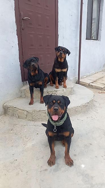 İtlər: Rotveyler, 2 ay, Erkək, Peyvəndli, Ünvandan götürmə — 11