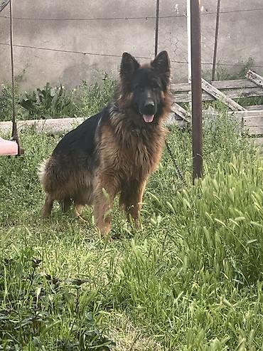 zvanok iti satilir: Alman çoban iti, 1 il, Erkək, Cütləşmə üçün — 1