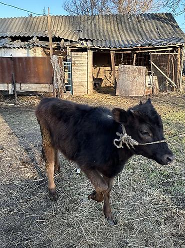 Коровы, быки: Продаю | Корова (самка), Тёлка | Полукровка, Алатауская | Для разведения — 1