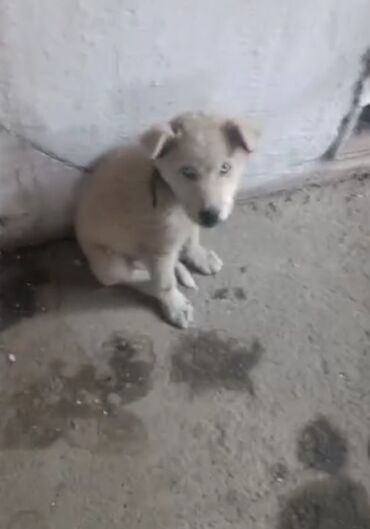 домик для собаки бишкек: 2 месяца, Самка