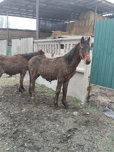 Лошади, кони: Продаю | Кобыла (самка) | Рабочий | Племенные — 4