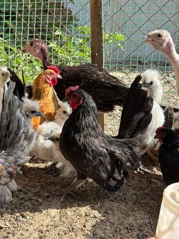 цеплята суточные: 🐣Продаю декоративные карликовые породы кур и петухов! Отличные