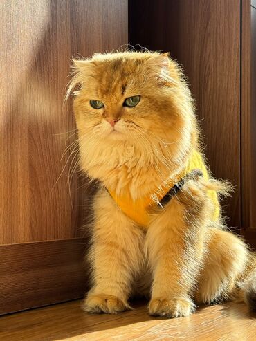 голд шиншилла: Britan, Erkək, Cütləşmə üçün