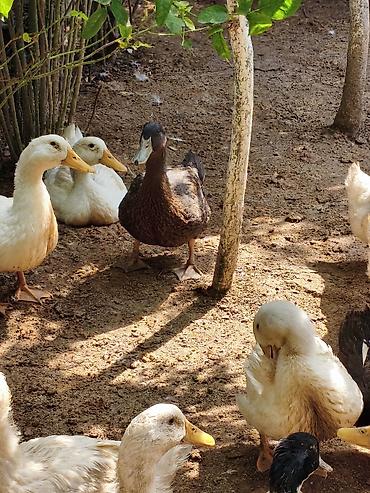 heleb kecileri satilir: PEKİN ÖRDƏYİ XORUZ FƏRƏAĞ LAL ÖRDƏK XORUZ FƏRƏKAYUQA ÖEDƏKLƏRİ — 8