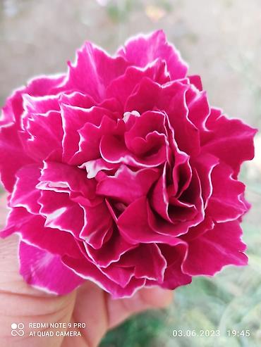 Роза: Саженцы — 6