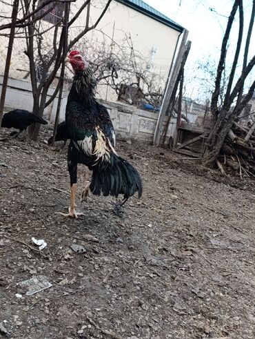 Toyuqlar: Toyuq, Damazlıq, Ödənişli çatdırılma — 2