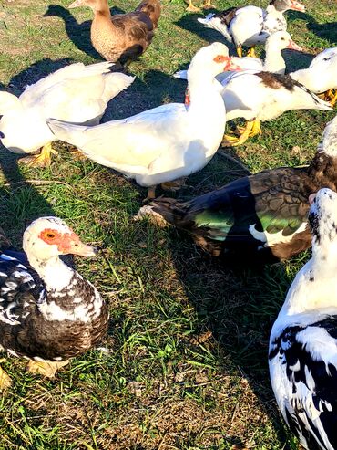 Ördəklər: Dişi, | Lal ördək, Macar, Damazlıq, Ünvandan götürmə, Ödənişli çatdırılma — 2