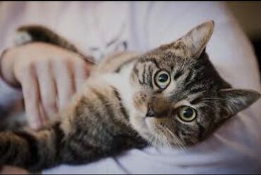 british cat: Salam cins piwik satilirTualet terbiyesi var vaksin olunub Diwi