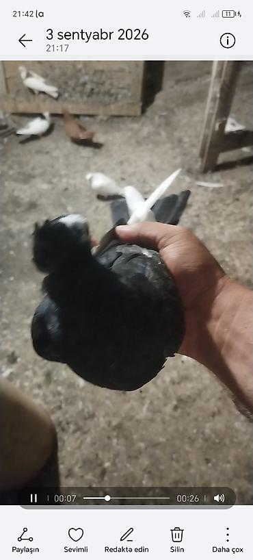 goyercin bazari: Ağ baş ağ qanat erkey baladi unvan gence — 3