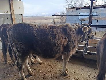 Коровы, быки: Продаю | Бык (самец) | Герефорд | На откорм | Привязанные — 31