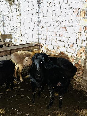 Баран, овца: Продаю | Баран (самец), Ягненок | Арашан, Гиссарская | На забой, Для разведения | Осеменитель, Племенные — 7