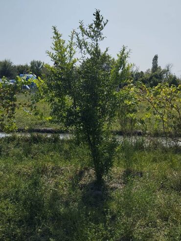 2 sot torpaq neçe metredir: 570 sot, Mülkiyyətçi, Kupça (Çıxarış)