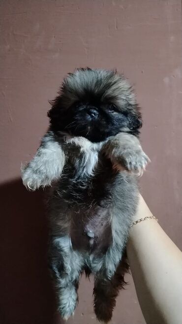 it bazari bakida: Pekines, 2 ay, Erkek, Ünvandan götürmə