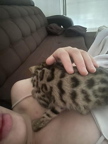 бенгальские коты: Котёнок с ярким пятнисто-полосатым окрасом (тип «леопардовый»/табби) — 6