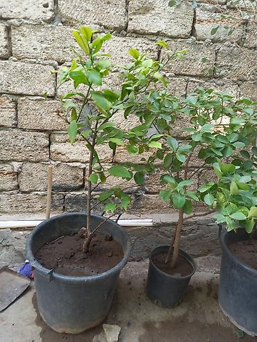 limon ağaçı: Limon agaci 2 eded. Birinin ustunde 1 eded limon var sekilde — 1
