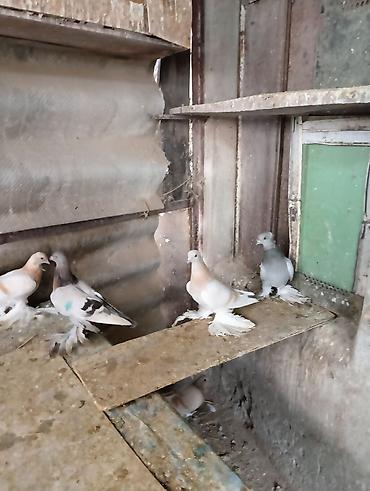 Птицы: Продаю молодых голубей 1 шт стоит пятьсот сом окончательно родители — 10