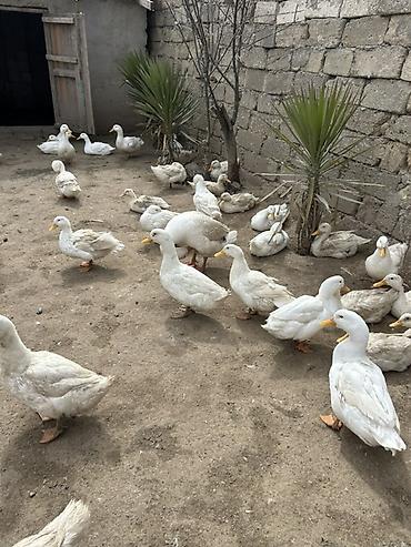 K/t heyvanları və malları: Ağ Pekin ördəkləri – təsərrüfat üçün çox məhsuldar ət və yumurta — 2