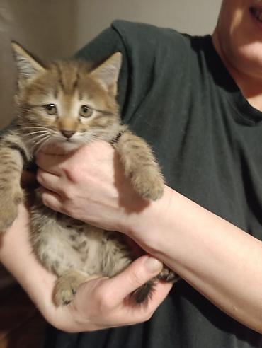 Отдам даром кошку: Котята девочки мальчики 1,5 месяца (серые мальчики, чёрно-белым — 28