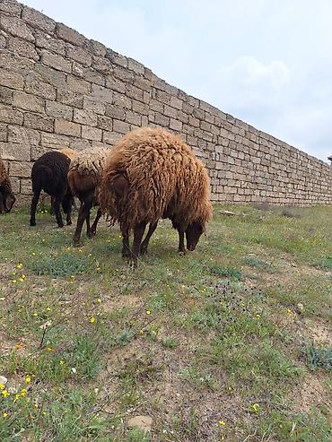 K/t heyvanları və malları: Qala qoçu satılır. 1yaş 11 aylıqdır. Tam sağlamdır. Qoyun sürməyi — 1