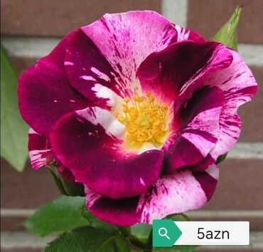 Şitillər: Məhsul: Bağ bitkiləri və meyvə fidanları seçimi - Hibiskus (Rose of — 86