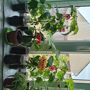 Другие комнатные растения: Абутилон (комнатный клен) — декоративное растение с крупными — 8